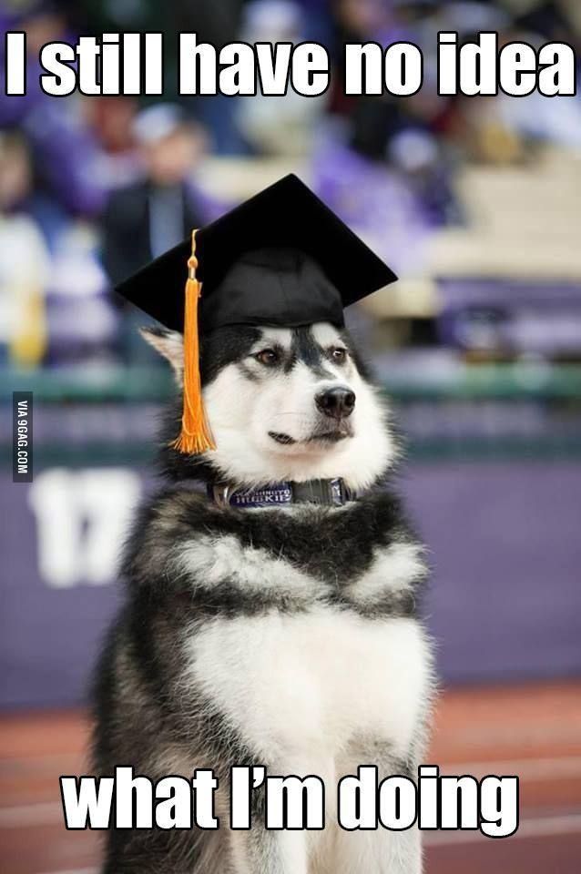 A Siberian Husky in a graduation cap captioned 'I still have no idea what I'm doing