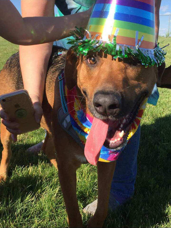 A picture of my dog Jaxx on his birthday with a birthday hat on